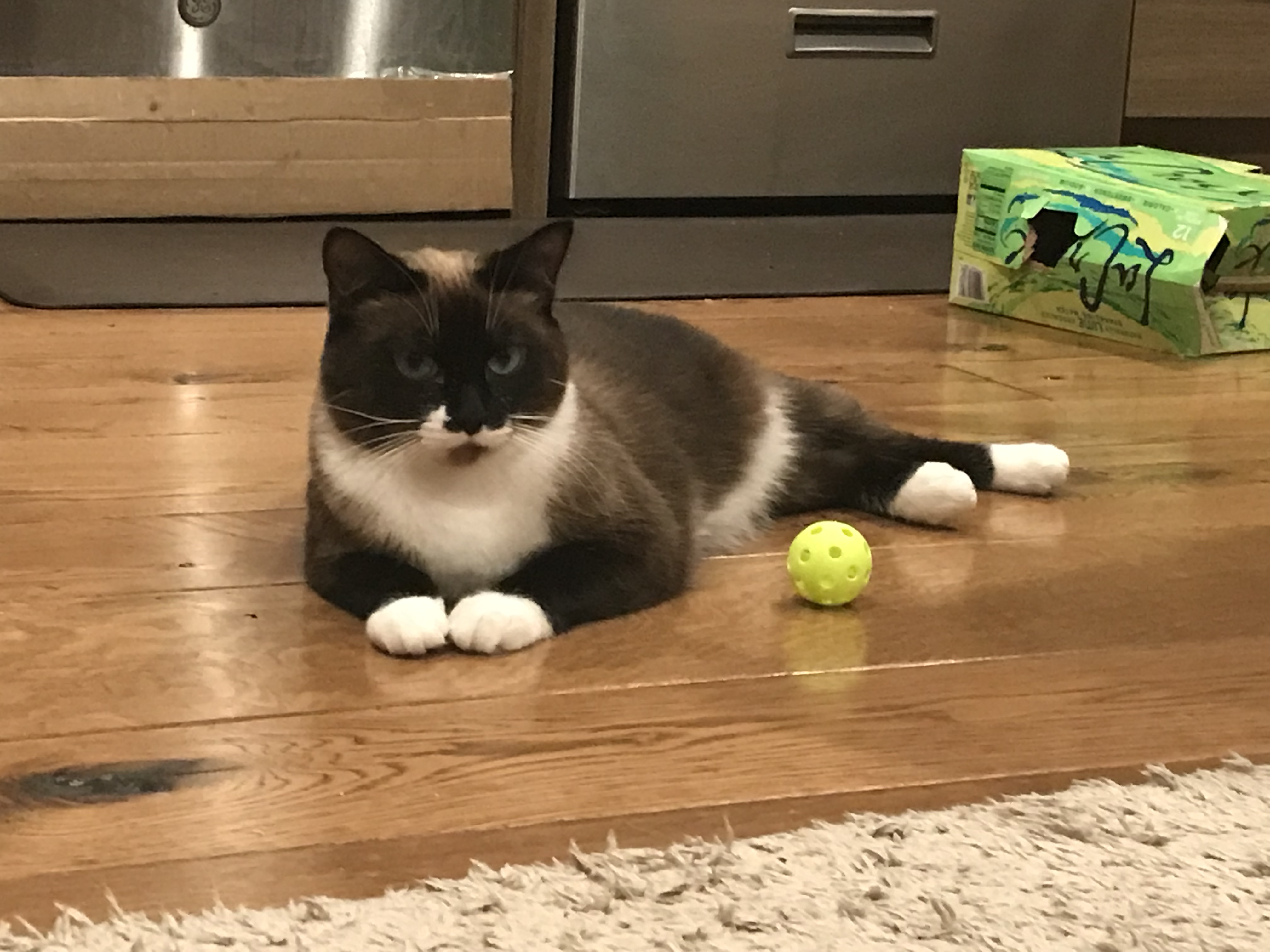 Andy's cat Josephine