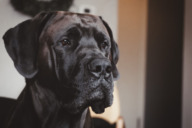 A picture of a Mastiff