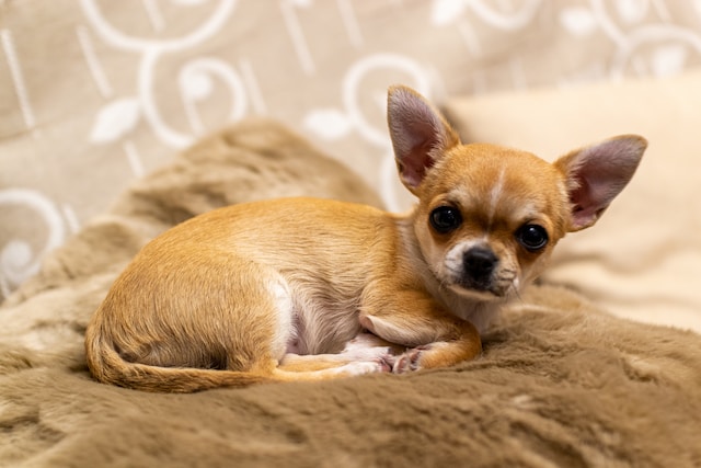 A picture of a tiny Chihuahua